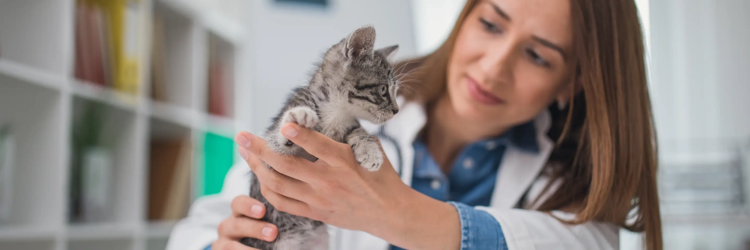 Vet with kitten