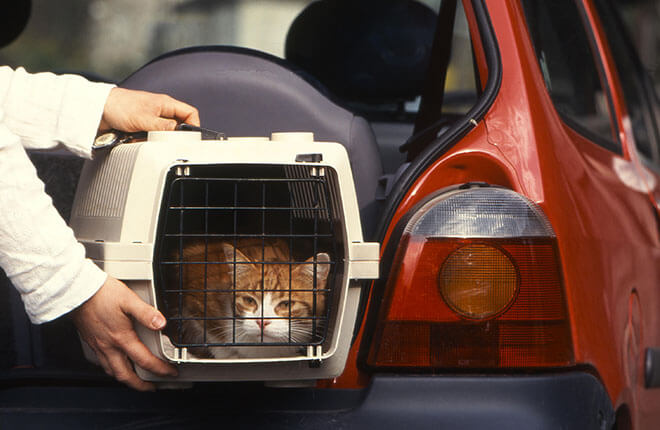 A cat sitting in a cage in the back of a car.