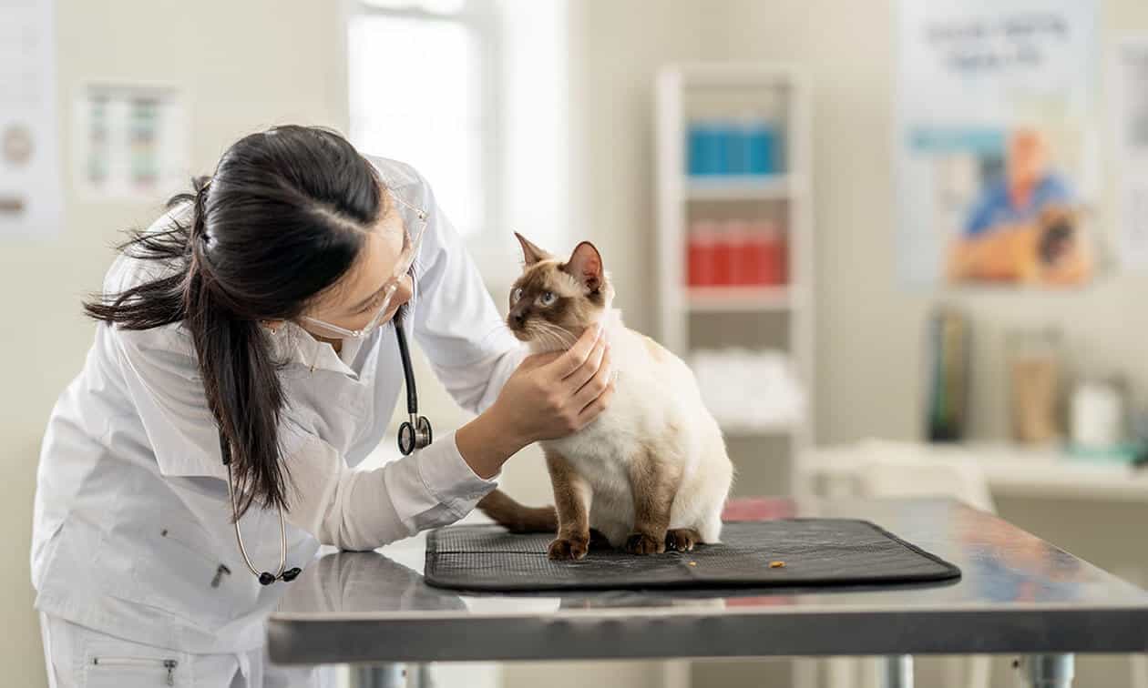 Vet examining a cat.