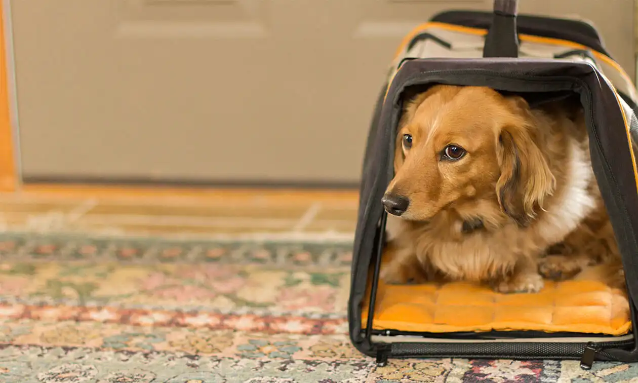 A dog sitting inside of a carrier on the floor.