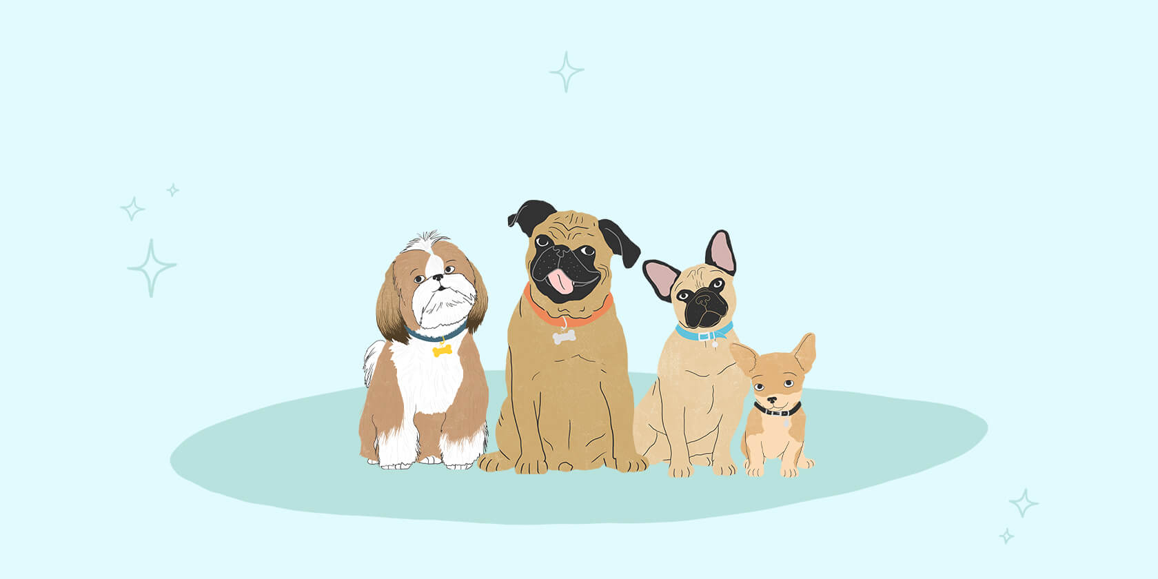 Group of dogs sitting
