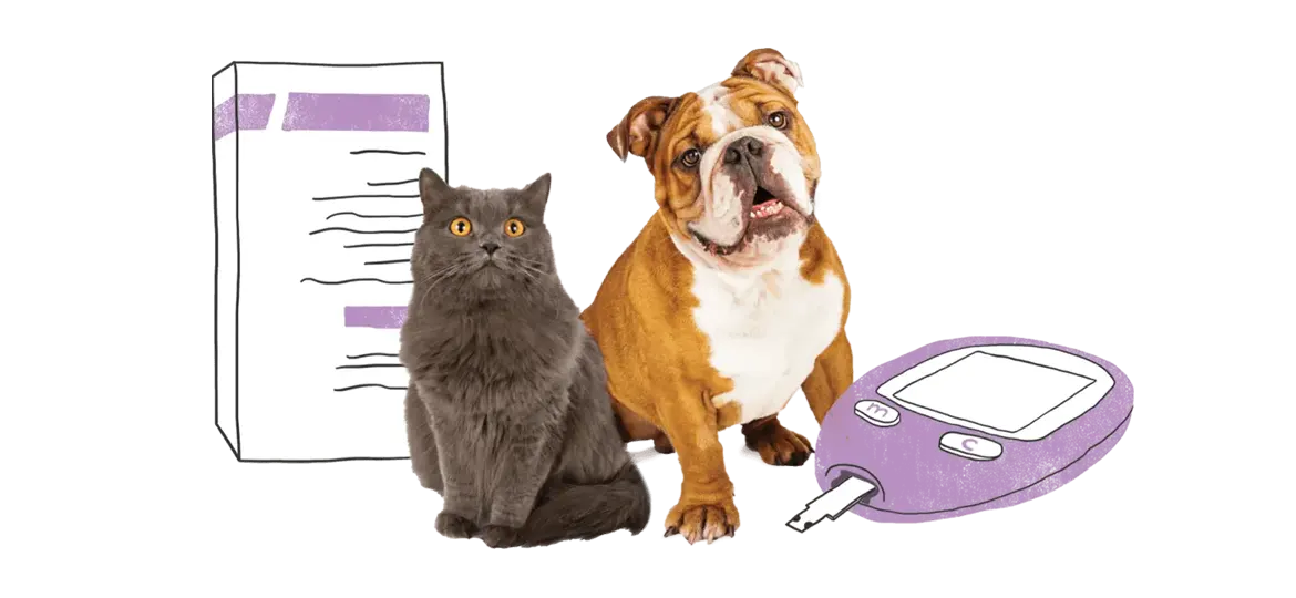 Learn More About Diabetes in Pets