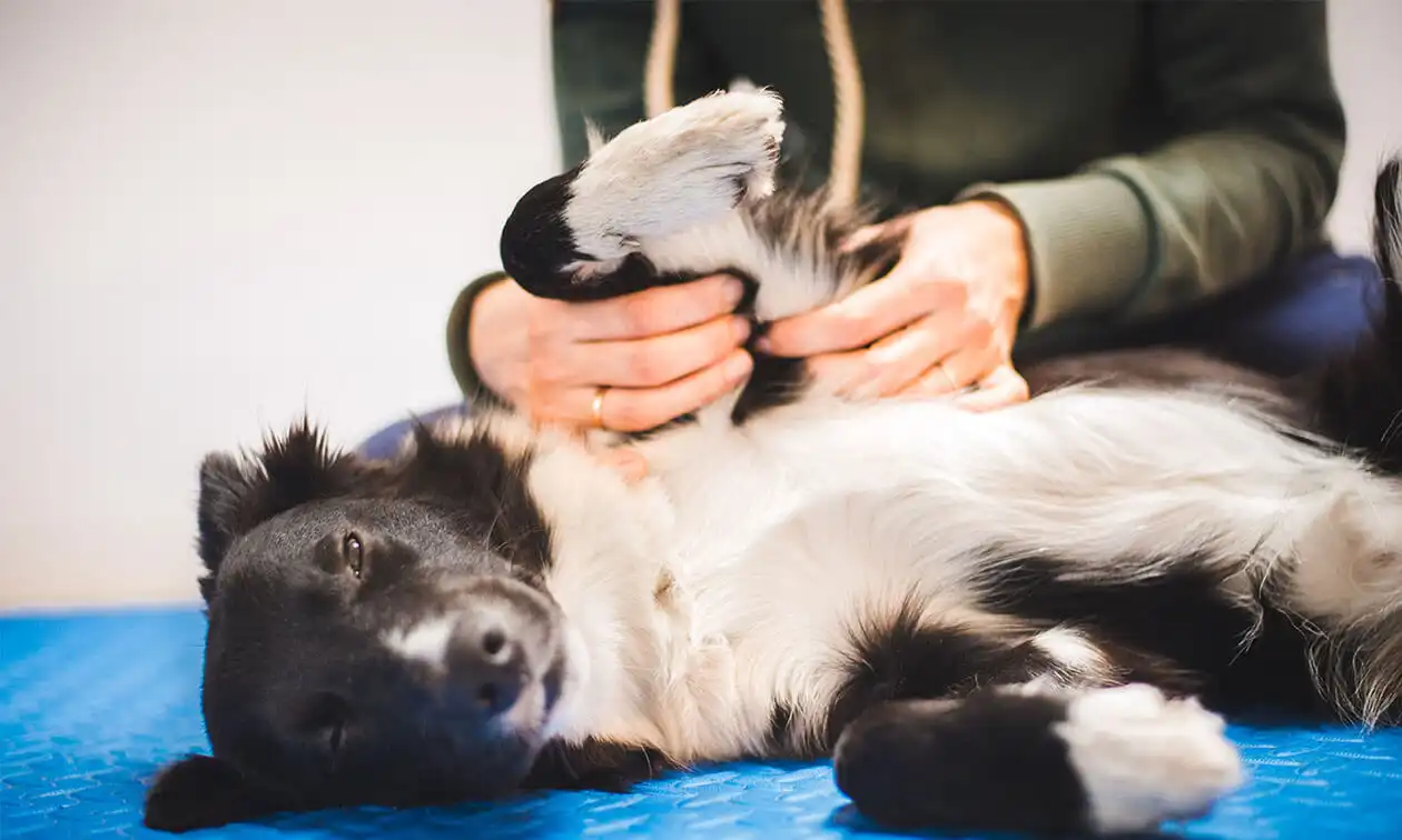 Border Collie dog undergoing physical therapy.