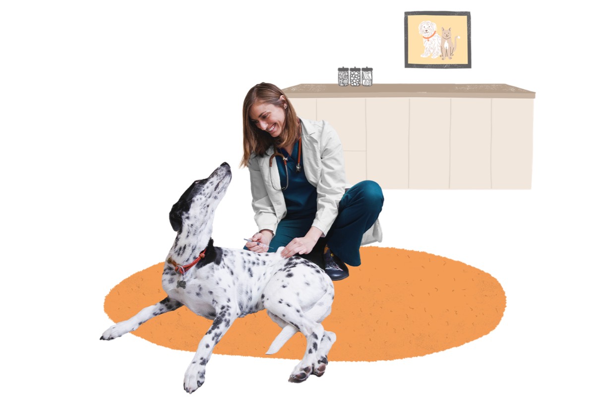 Vet examining pet