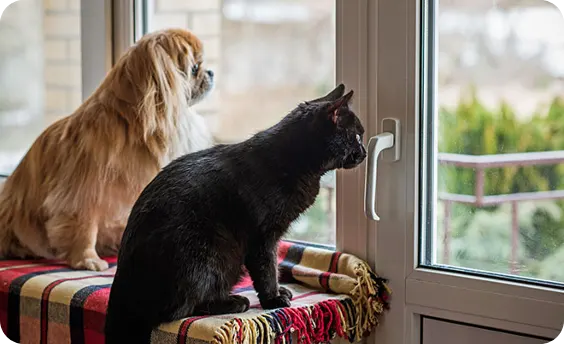 5 Facts About Rabies and Your Pet
