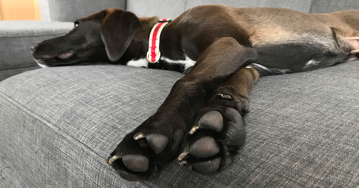 Caring for Your Dog's Paw Pads