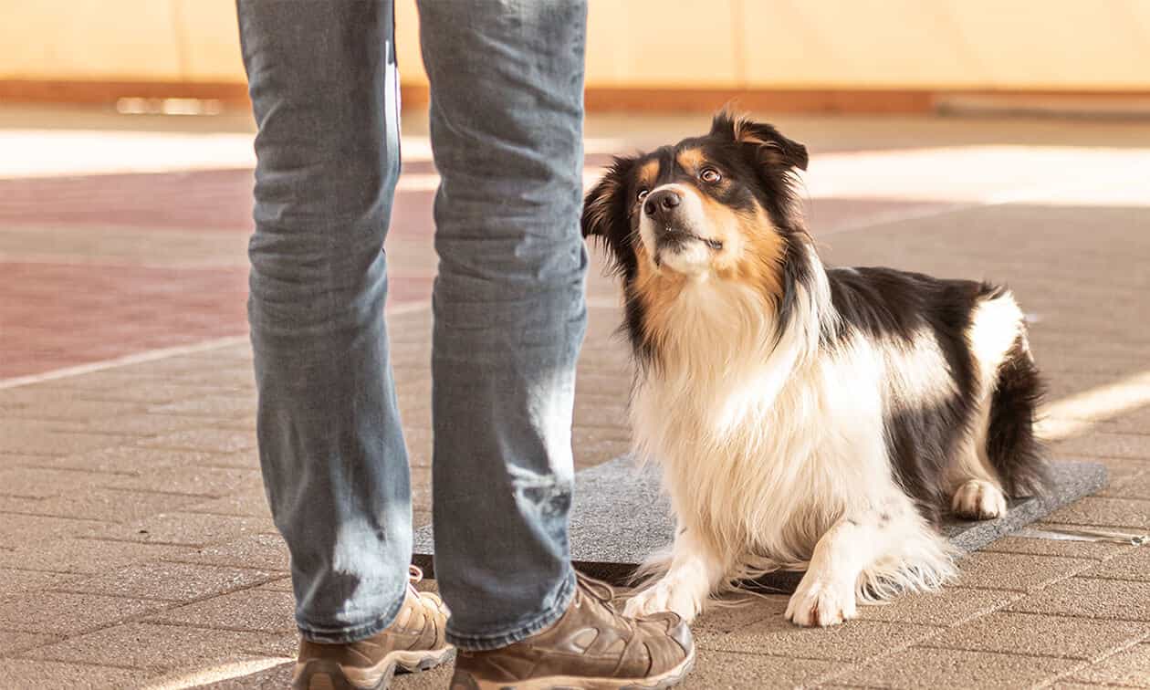A dog standing next to a person on a sidewalk.