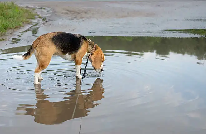 A beagle dog drinking water from a pond.