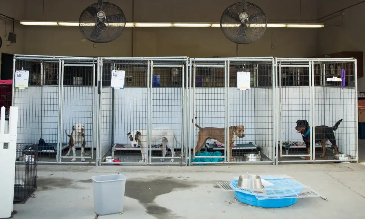 Four dogs in their kennels.