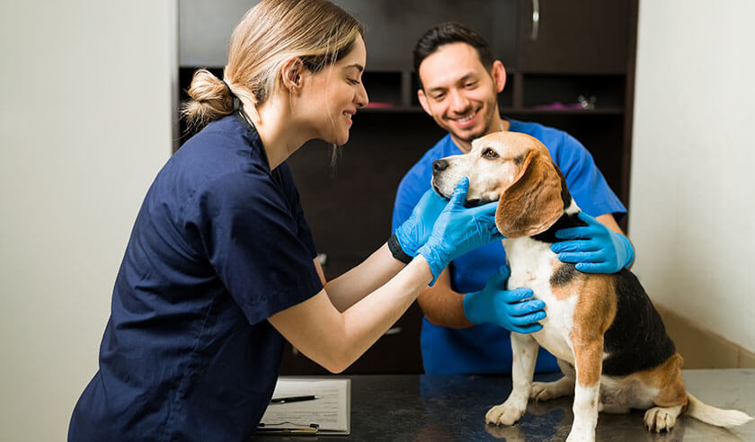 Common Dog Surgical Procedures and What They Mean