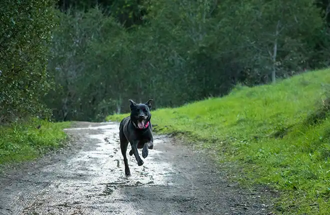 A black dog running down a dirt road.