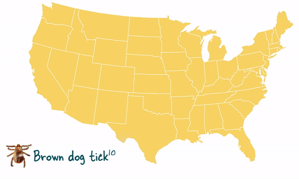 Animated map of ticks in the United States