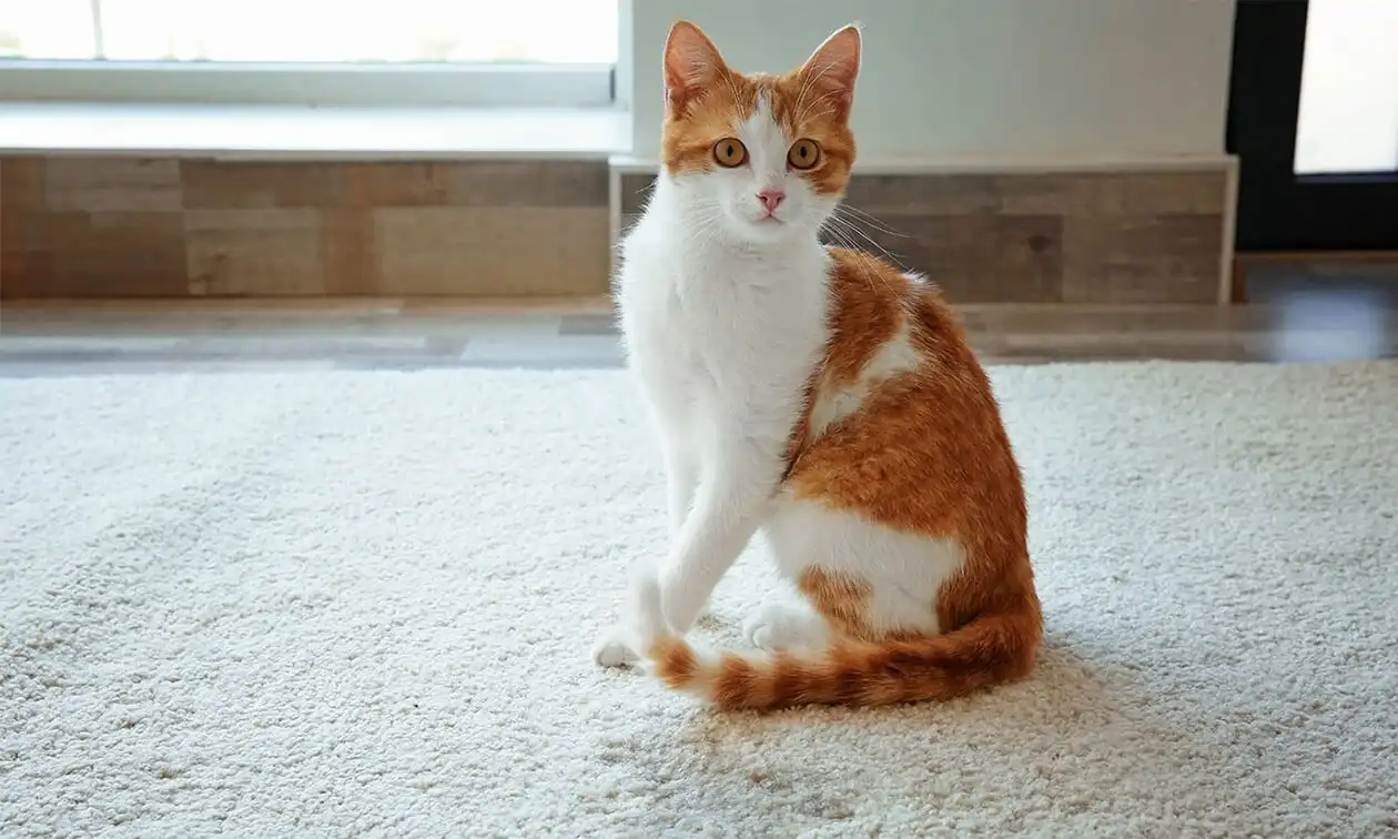 An orange and white cat sitting on a white rug.
