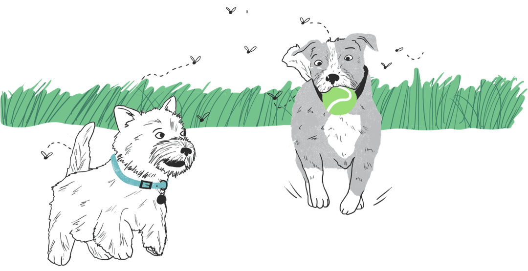 Illustrated dogs playing with a ball near some grass