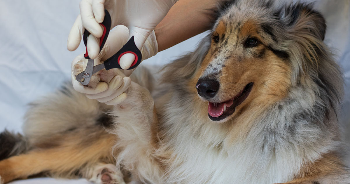 How to Trim Your Dog's Nails | Zoetis Petcare