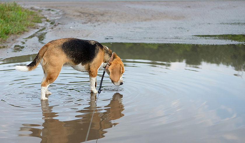 Leptospirosis in Dogs: What to Watch Out For
