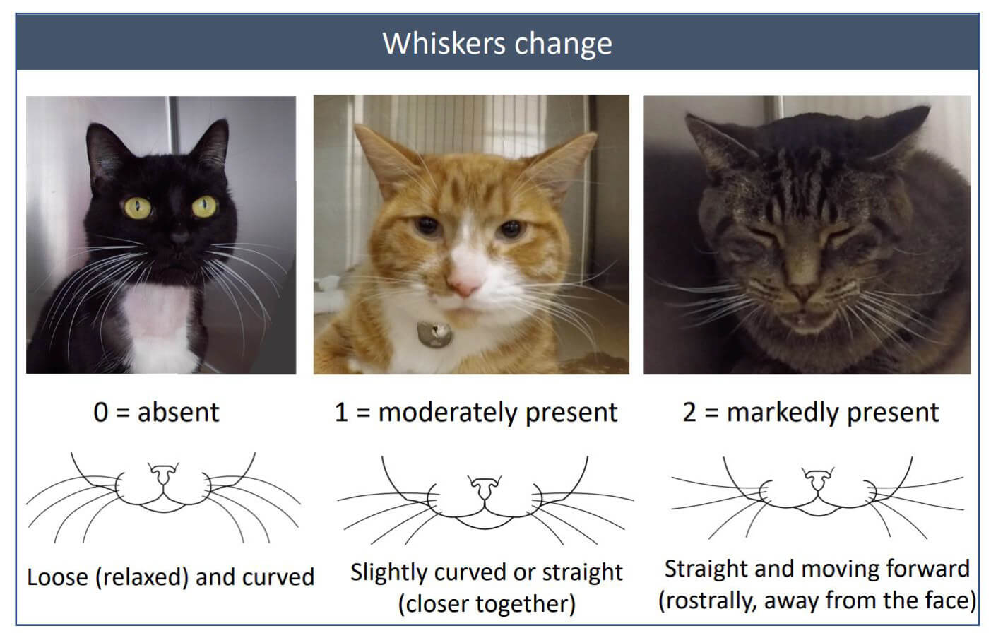 Feline whisker change