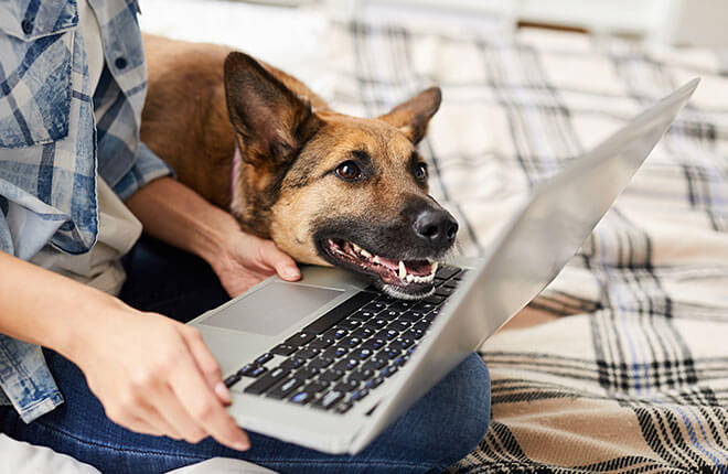 A woman sitting on a bed with a dog and a laptop.