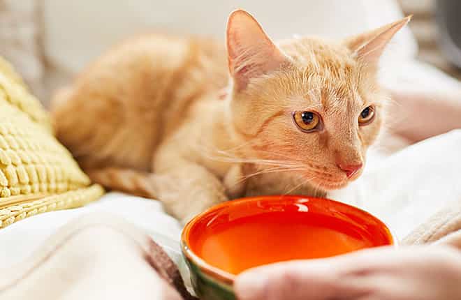 A cat sitting on a person's lap with a red bowl.