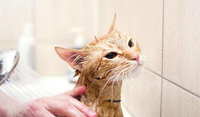 Do I Need to Bathe My Cat?