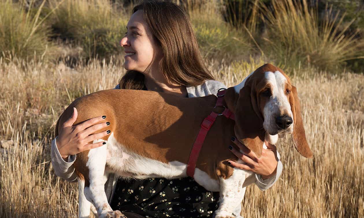 A woman holding a Basset Hound in a field.