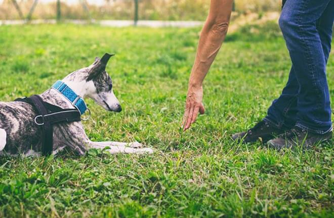 How to Teach Your Dog Agility