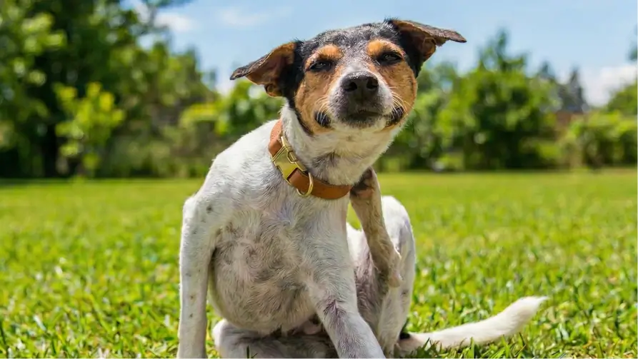 Is their itch something more? Find out with the Apoquel Itch Symptom Tracker