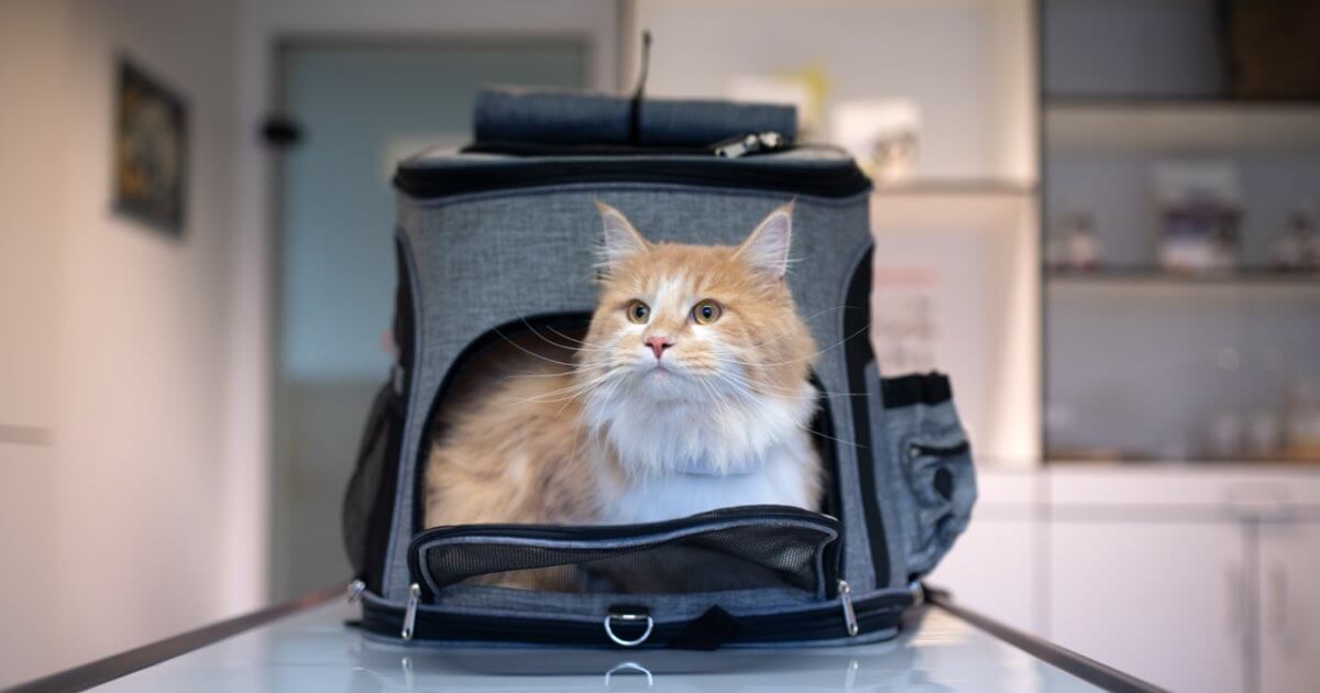 Cat in a sales carrier