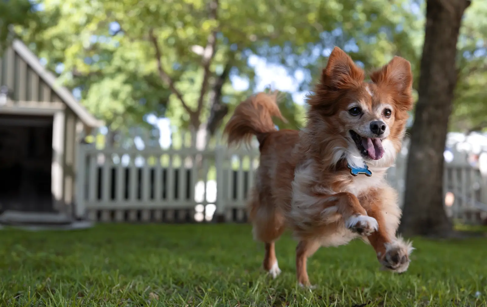 Happy dog running outside.