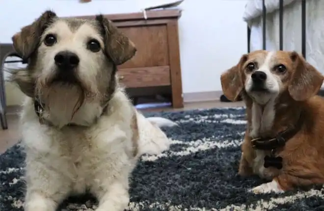 A couple of dogs sitting on top of a rug.