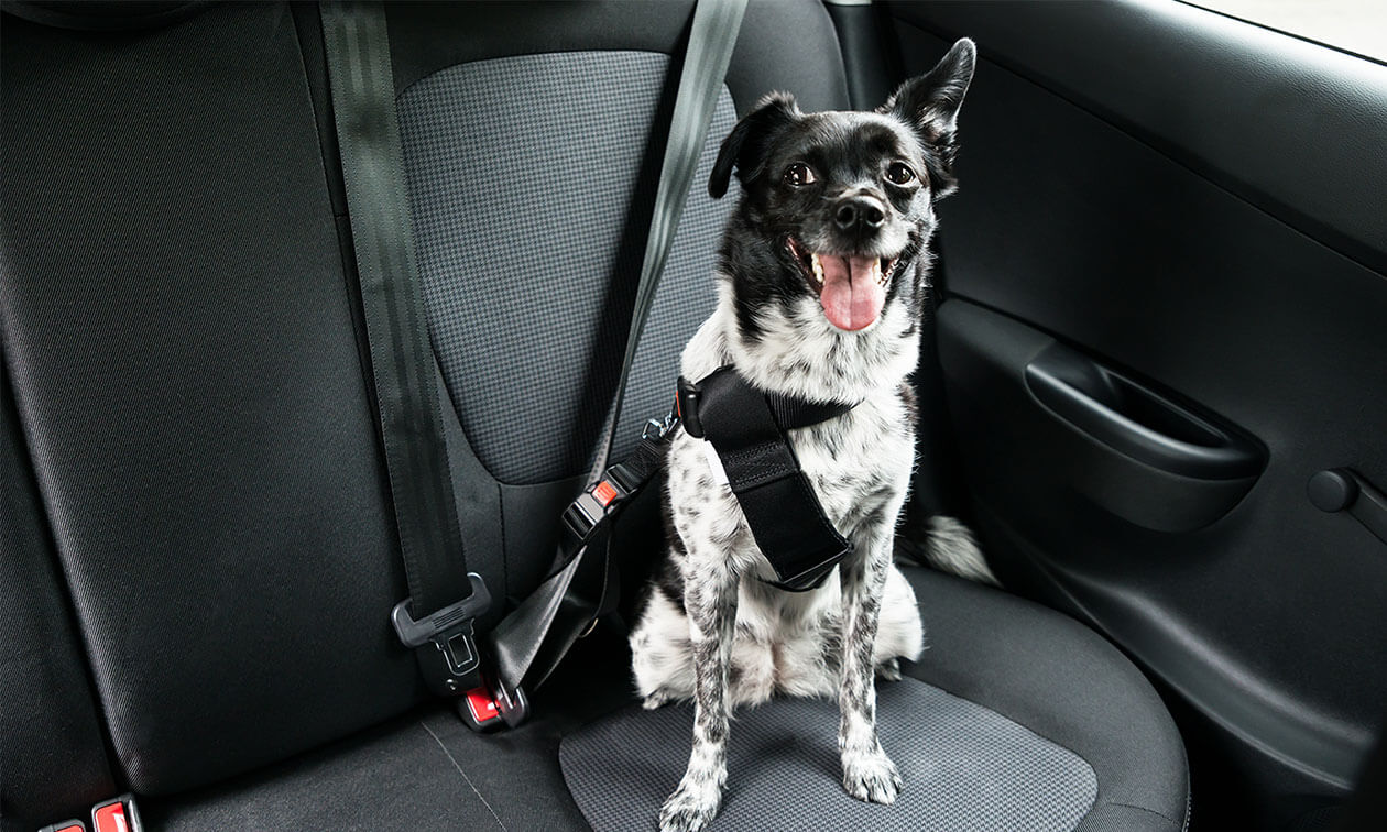 A dog strapped into a harness sitting in the back seat of a car.