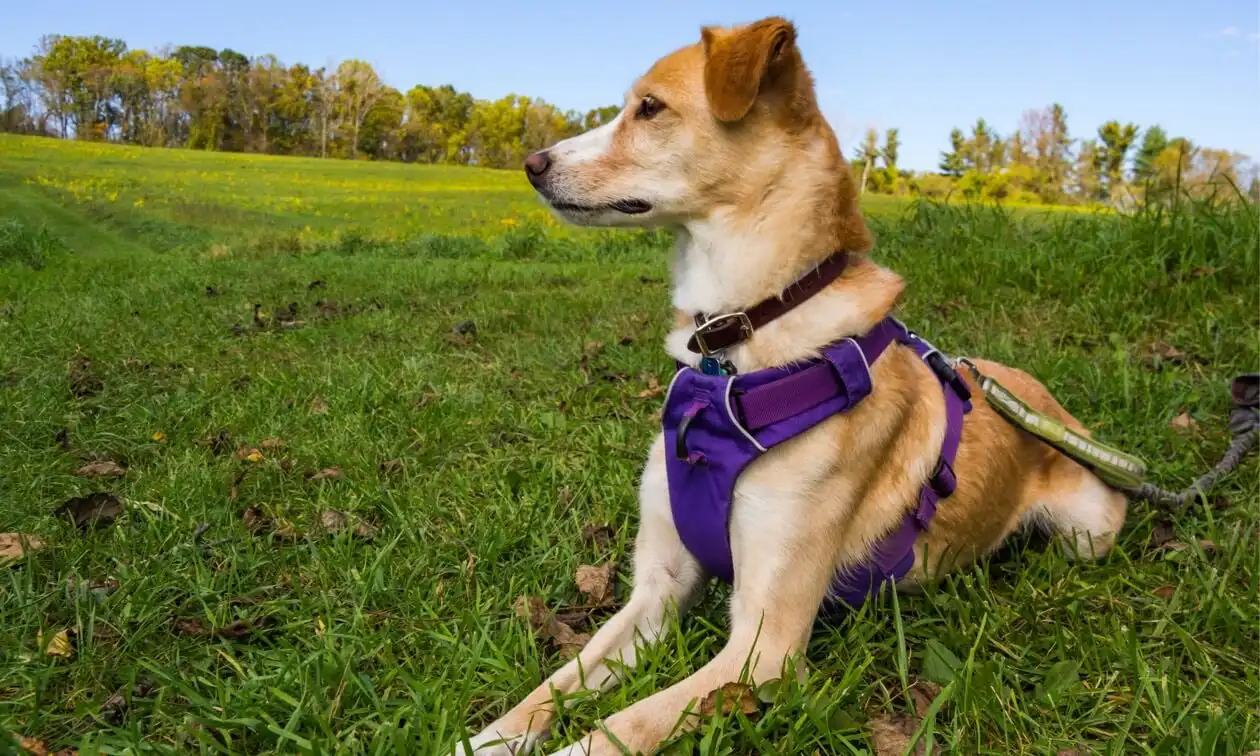 Dog wearing a harness