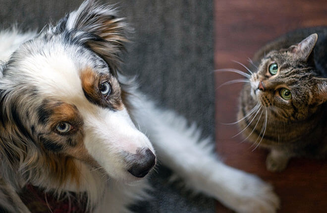 A dog and a cat sitting next to each other.