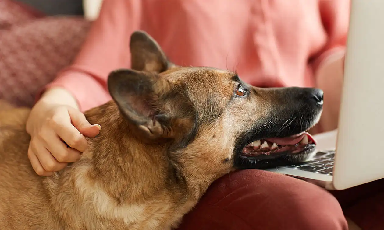 A dog sitting on a couch with a person using a laptop.