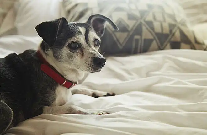 A black and white dog laying on a bed.