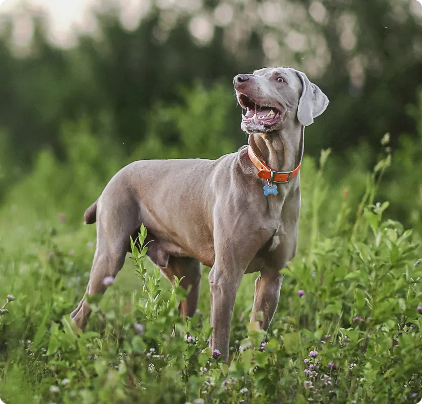 Dog standing in field