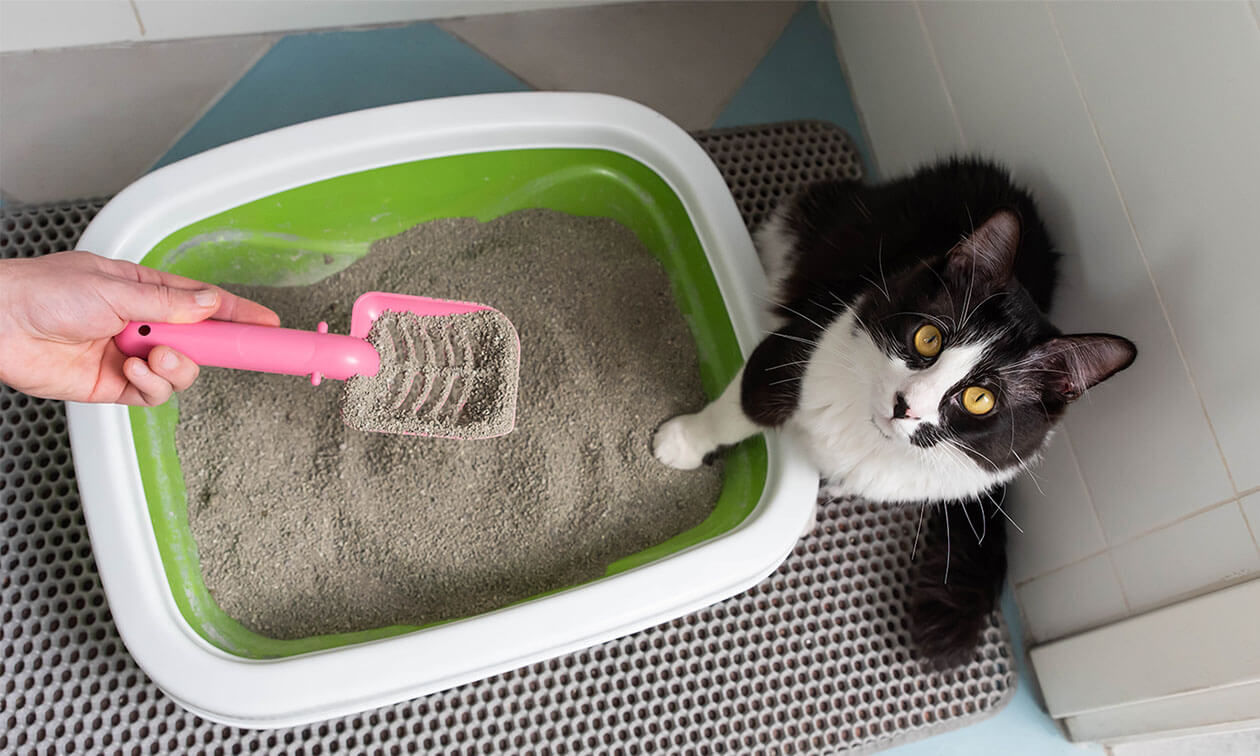 Understanding Your Cat s Poop Zoetis Petcare