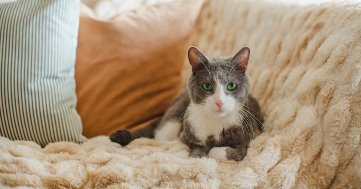 How To Get Rid Of That Cat Pee Smell Zoetis Petcare