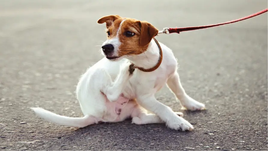 Seeing Signs of Allergic Itch? Take Our Itch Quiz to Find Out