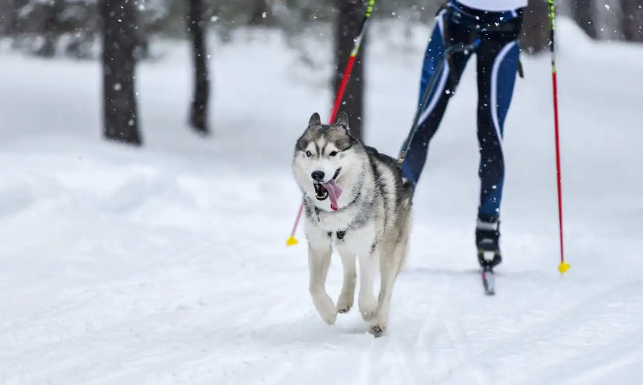 A woman cross country skiing with a husky dog.