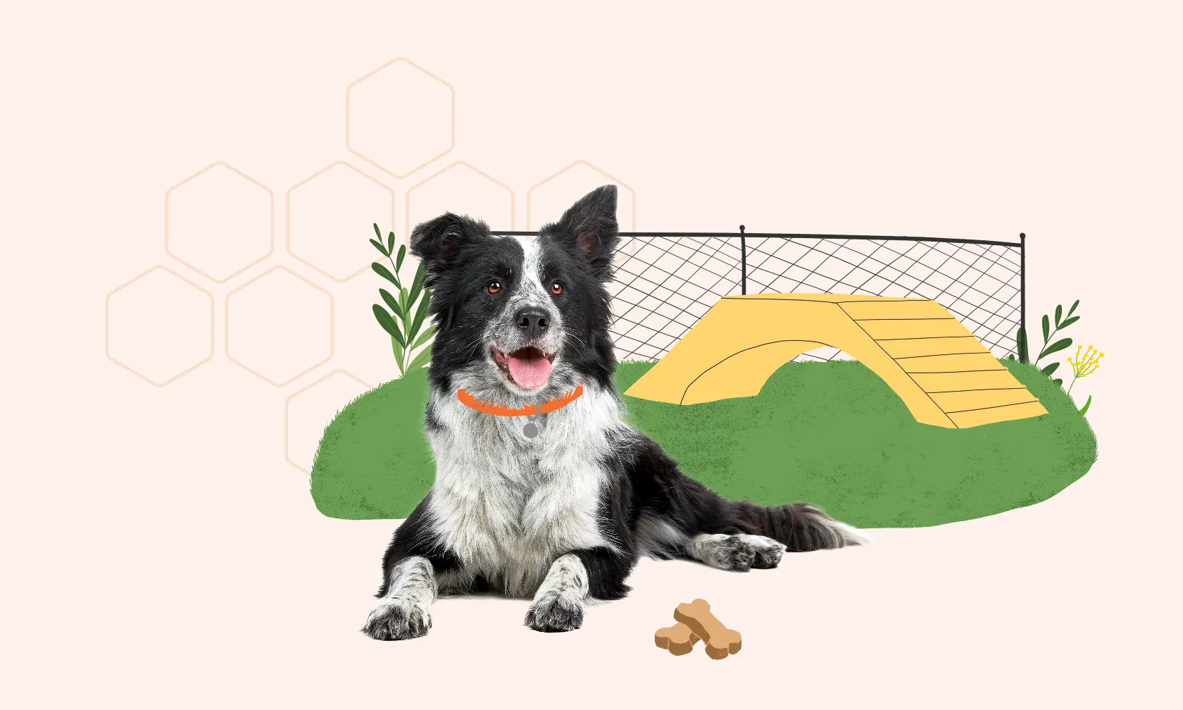 Dog on playground
