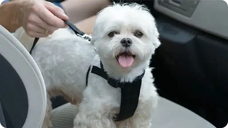 A small white dog sitting in the back seat of a car.