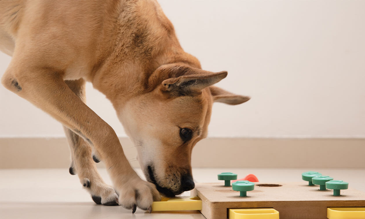 A dog playing with a puzzle toy on the floor.