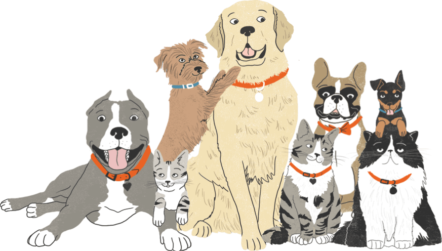 A group of dogs and cats sitting next to each other.