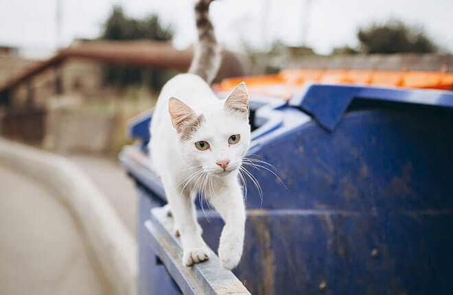 Support needed for feral cats, those who help them