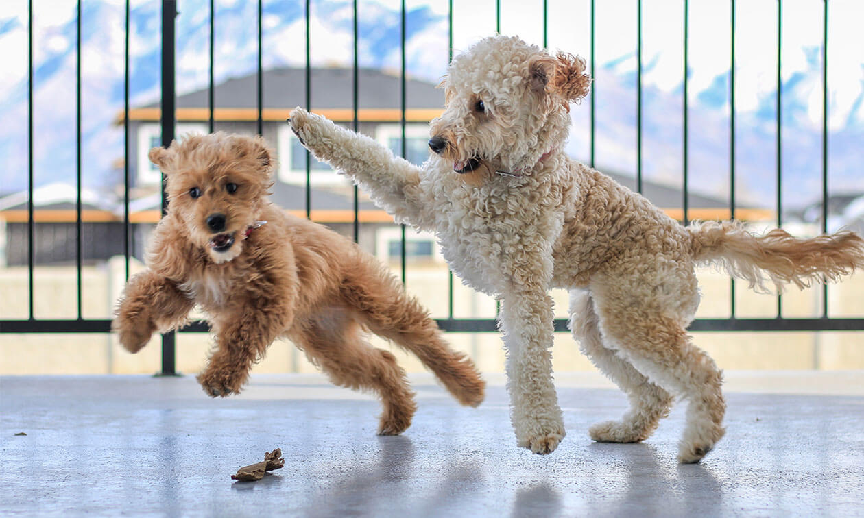 Two fluffy dogs playing.