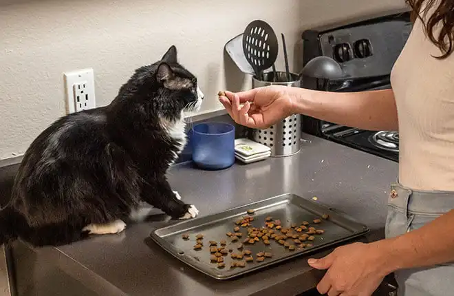 Homemade Salmon Cat Treat Recipe