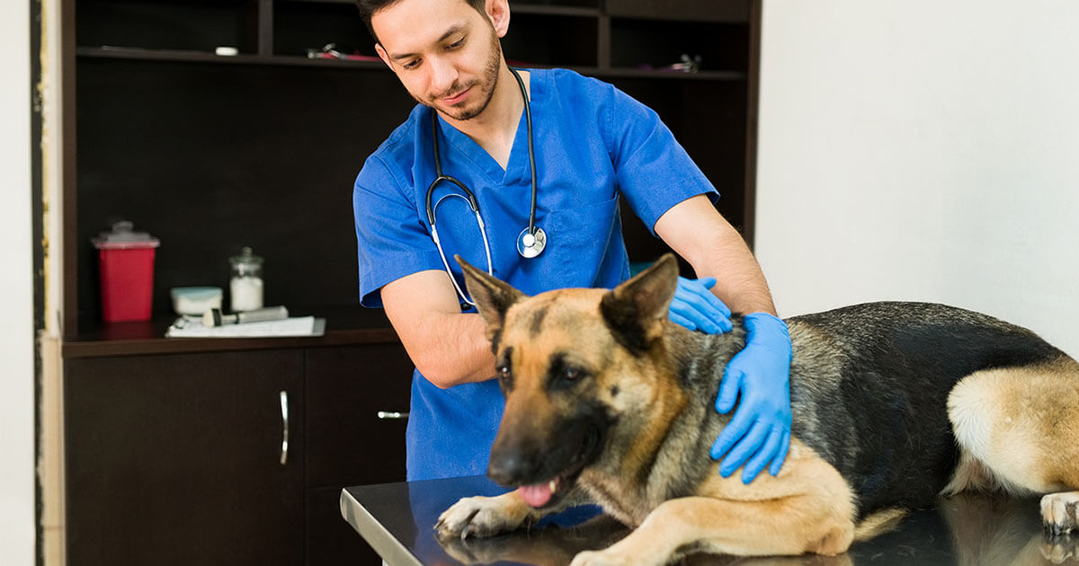 what-is-tplo-surgery-for-dogs-zoetis-petcare