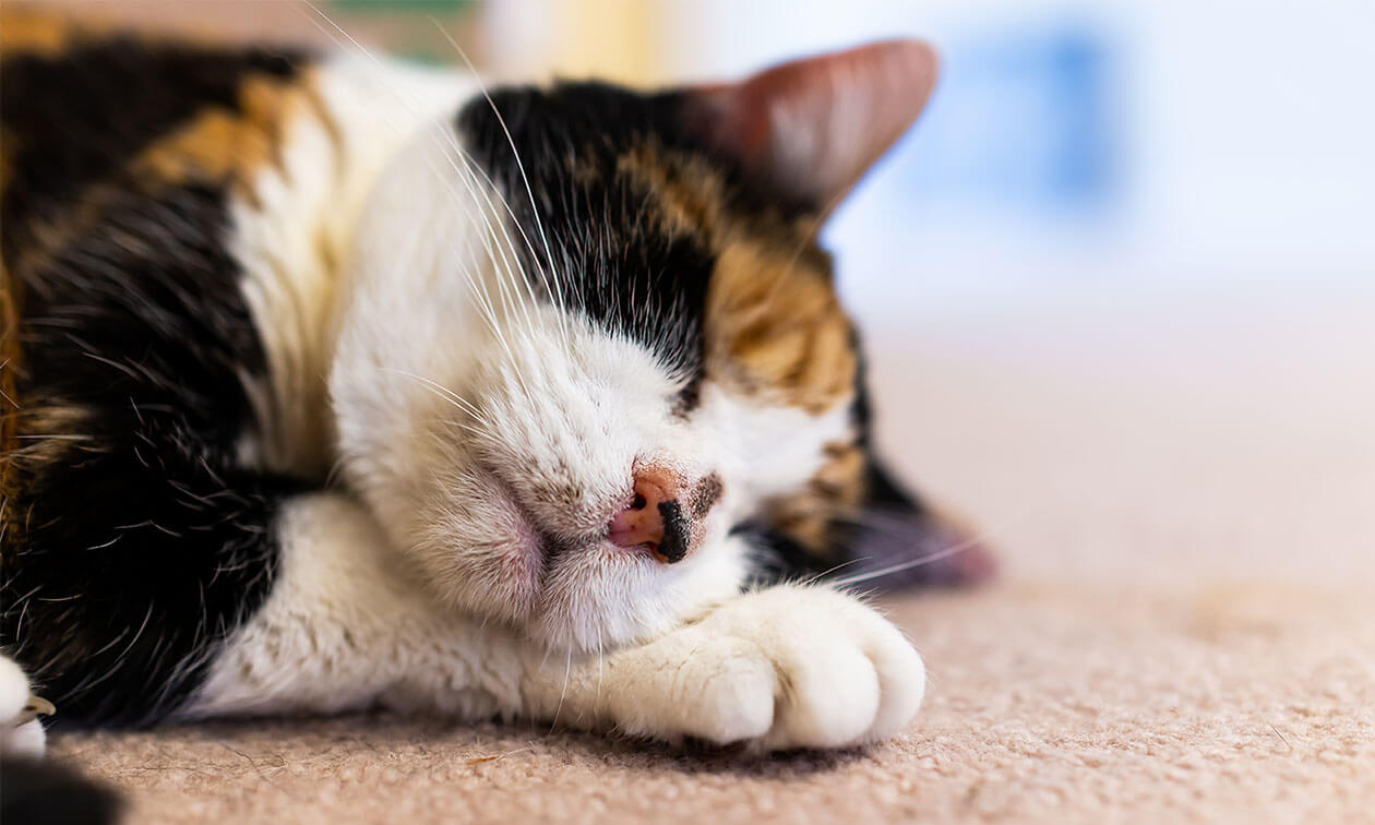 A black, white and orange cat sleeping on the floor.