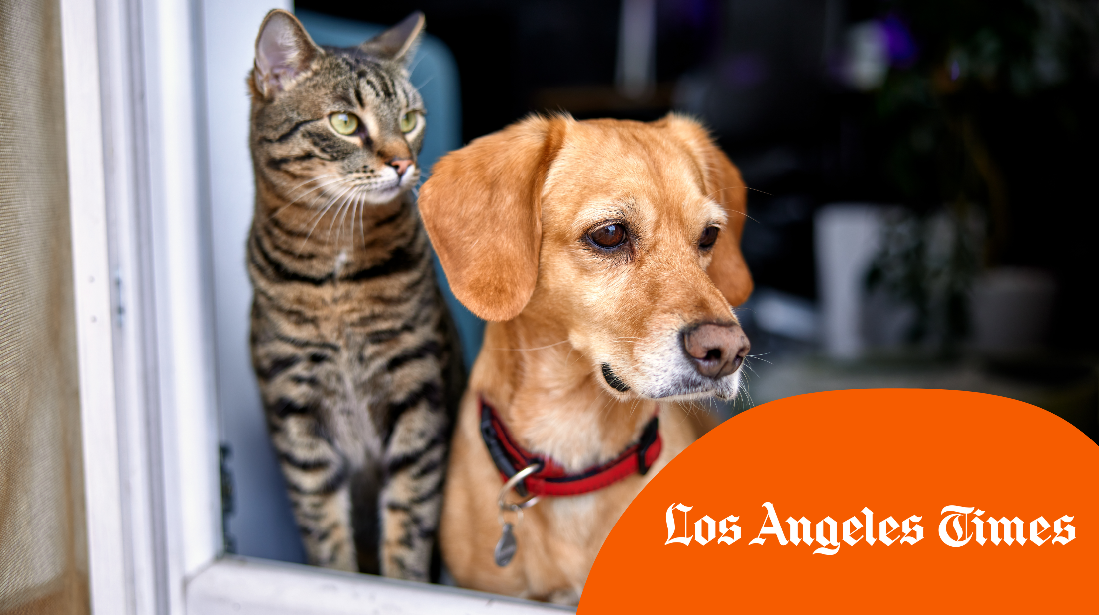 A cat and a dog looking out a window.